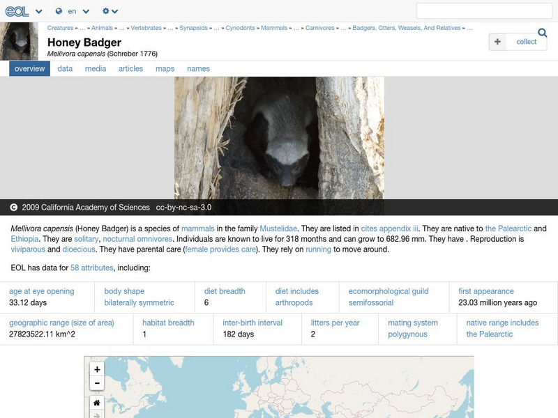 Encyclopedia of Life: Honey Badger Handout