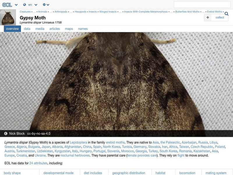 Encyclopedia of Life: Gypsy Moth Handout