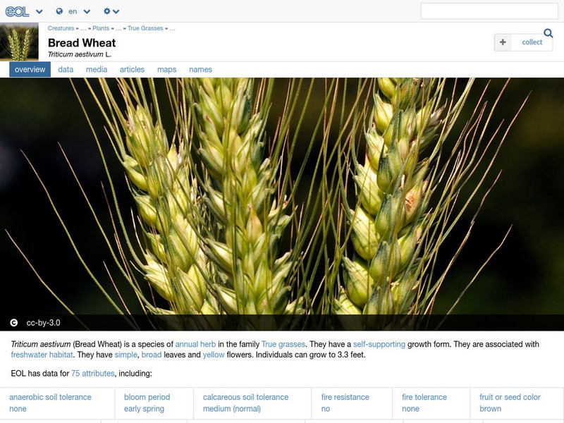 Encyclopedia of Life: Bread Wheat Handout Encyclopedia of Life: Bread Wheat Handout