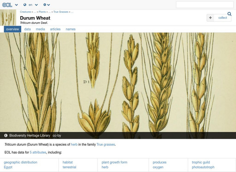 Encyclopedia of Life: Durum Wheat Handout Encyclopedia of Life: Durum Wheat Handout