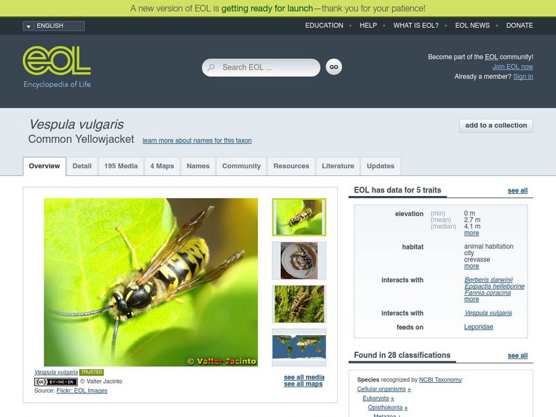 Encyclopedia of Life: Common Wasp Handout