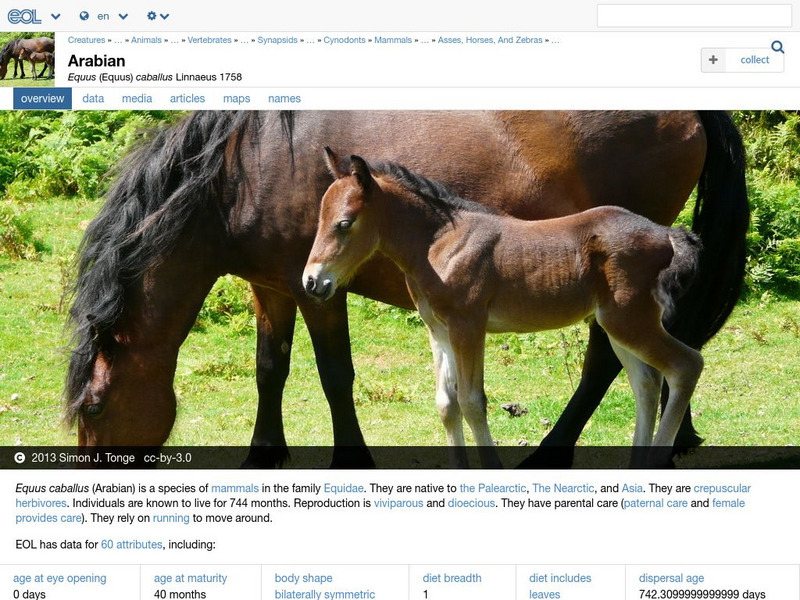 Encyclopedia of Life: Horse Handout