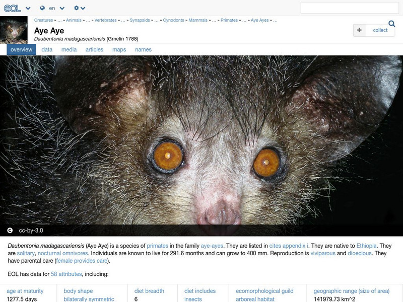 Encyclopedia of Life: Aye Aye Handout