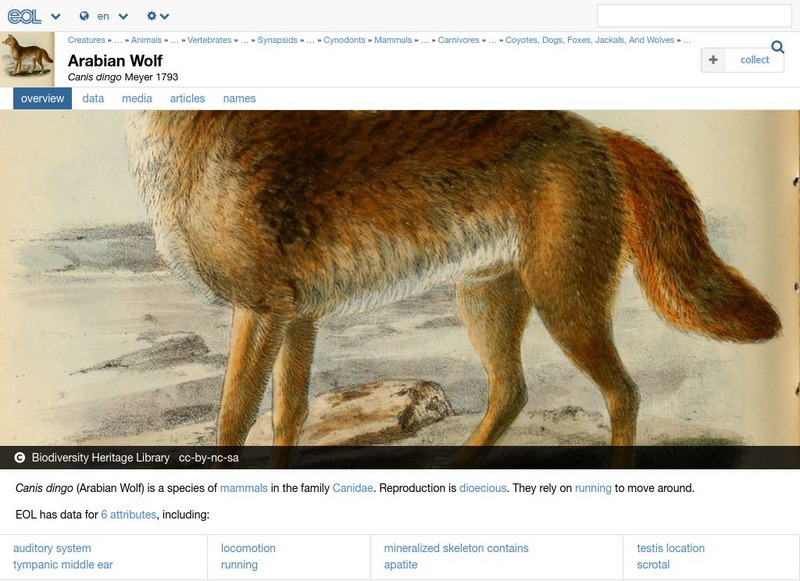 Encyclopedia of Life: Dingo Handout