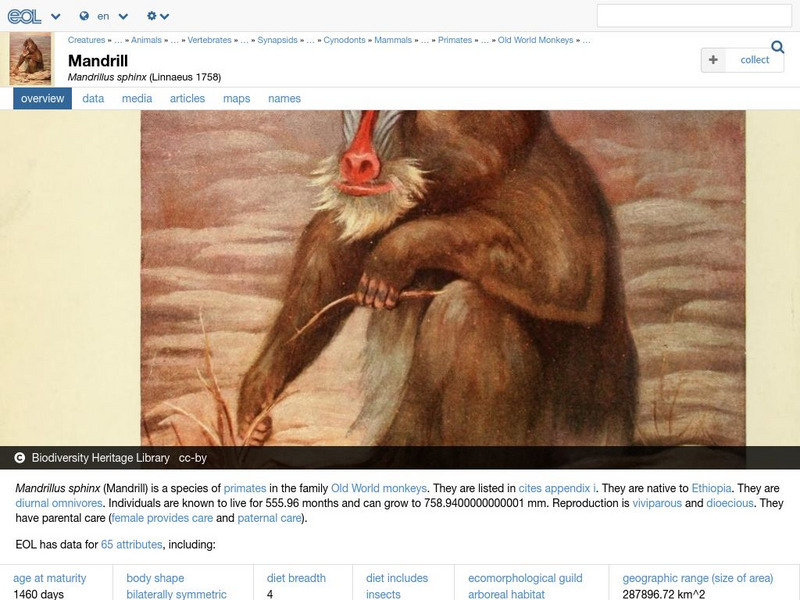 Encyclopedia of Life: Mandrill Handout Encyclopedia of Life: Mandrill Handout