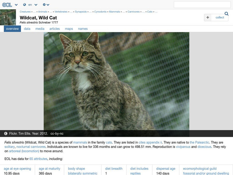 Encyclopedia of Life: Wildcat Handout