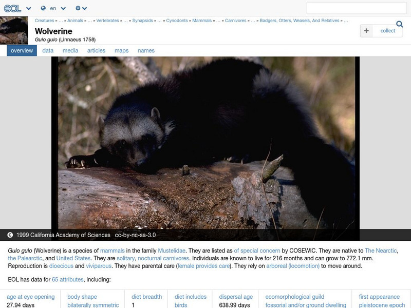 Encyclopedia of Life: Wolverine Handout