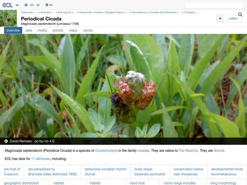 Encyclopedia of Life: Periodical Cicada Handout