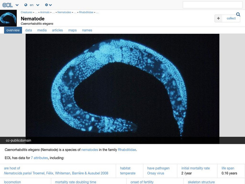 Encyclopedia of Life: Nematode Handout