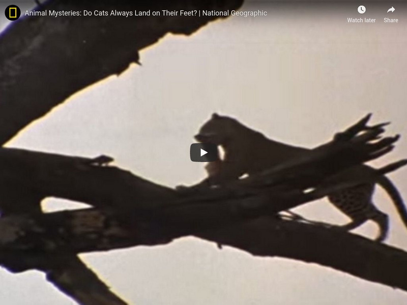 National Geographic: Do Cats Always Land on Their Feet? Instructional Video National Geographic: Do Cats Always Land on Their Feet? Instructional Video
