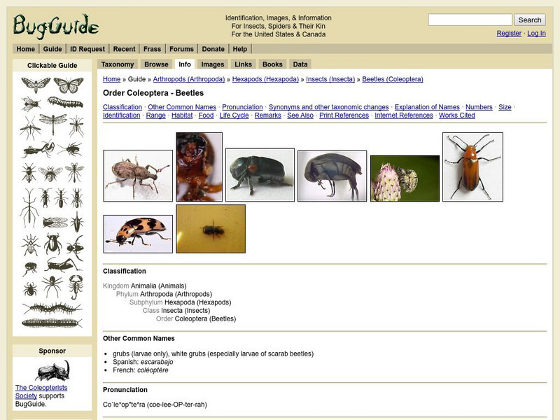 Iowa State University: Bug Guide: Beetles Interactive