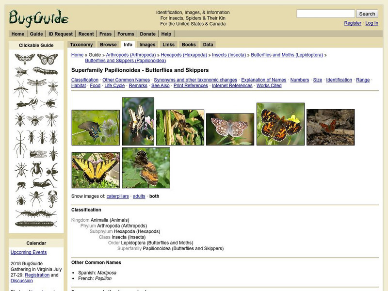 Iowa State University: Bug Guide: Butterflies Interactive Iowa State University: Bug Guide: Butterflies Interactive
