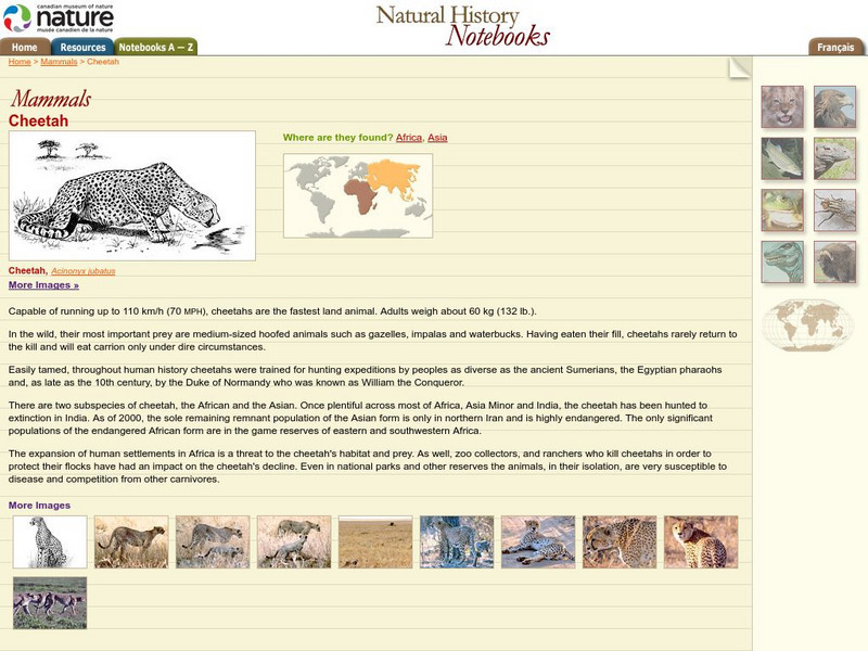 Canadian Museum of Nature: Cheetah Handout Canadian Museum of Nature: Cheetah Handout