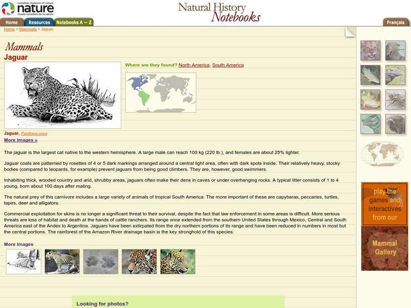 Canadian Museum of Nature: Jaguar Handout