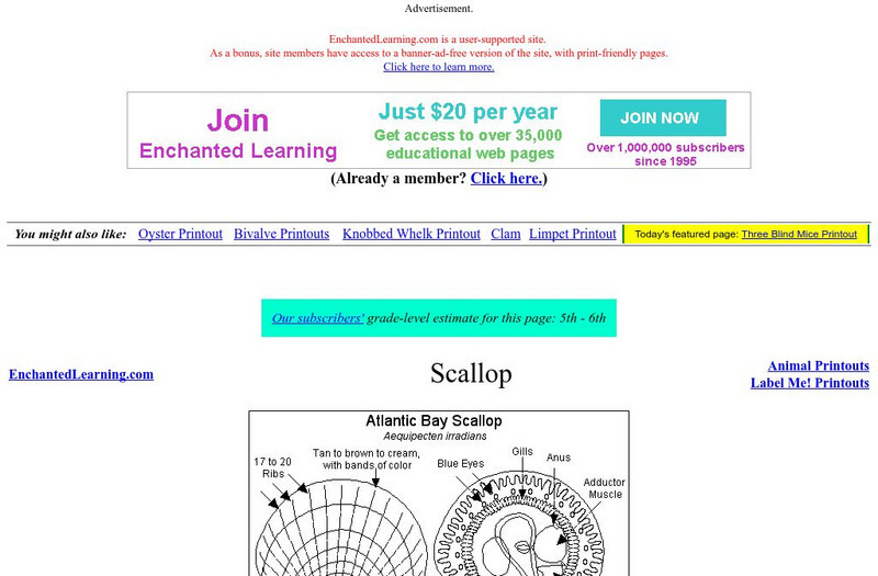Enchanted Learning: Scallop Graphic Enchanted Learning: Scallop Graphic
