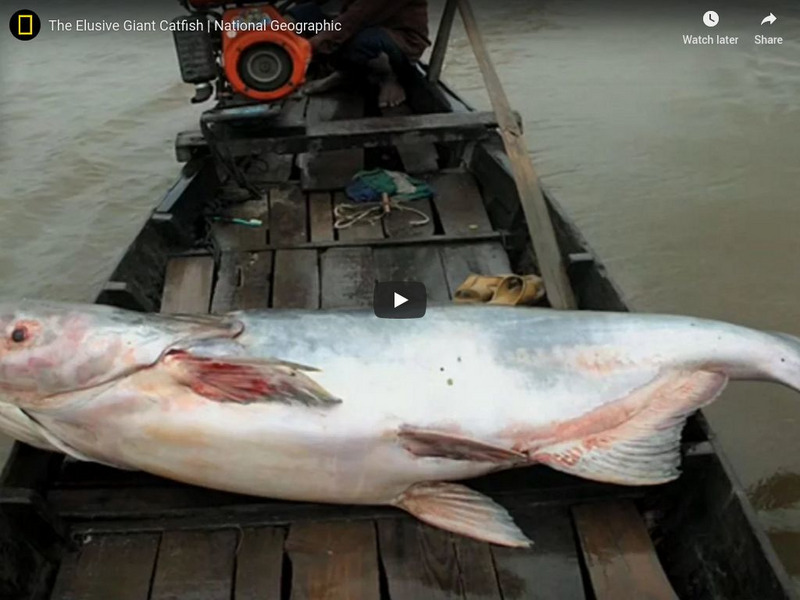 National Geographic: The Elusive Giant Catfish Instructional Video National Geographic: The Elusive Giant Catfish Instructional Video