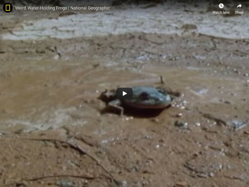 National Geographic: Weird Water Holding Frogs Instructional Video National Geographic: Weird Water Holding Frogs Instructional Video