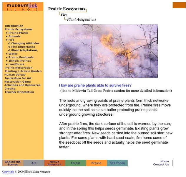Illinois State Museum: Prairie Ecosystems: Plant Adaptations Handout