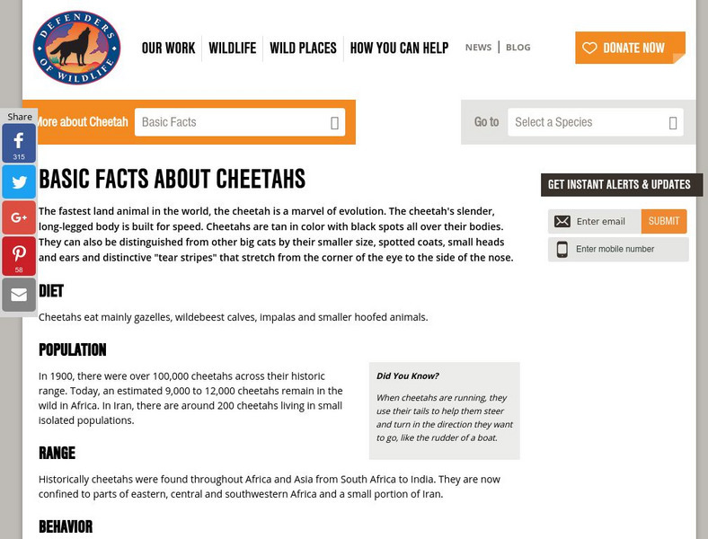 Defenders of Wildlife: Cheetah Article