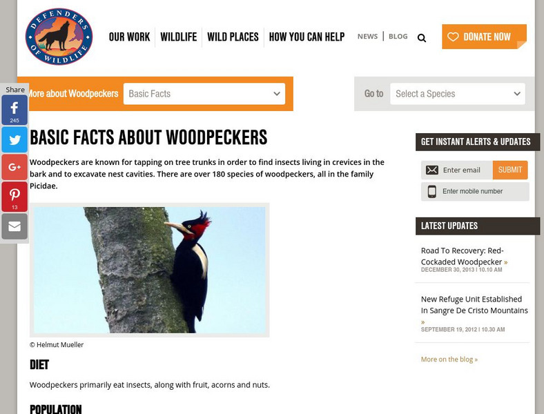 Defenders of Wildlife: Woodpecker Article Defenders of Wildlife: Woodpecker Article