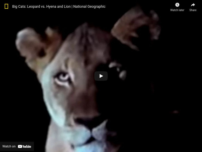 National Geographic: Leopard vs. Hyenas and Lion Instructional Video National Geographic: Leopard vs. Hyenas and Lion Instructional Video