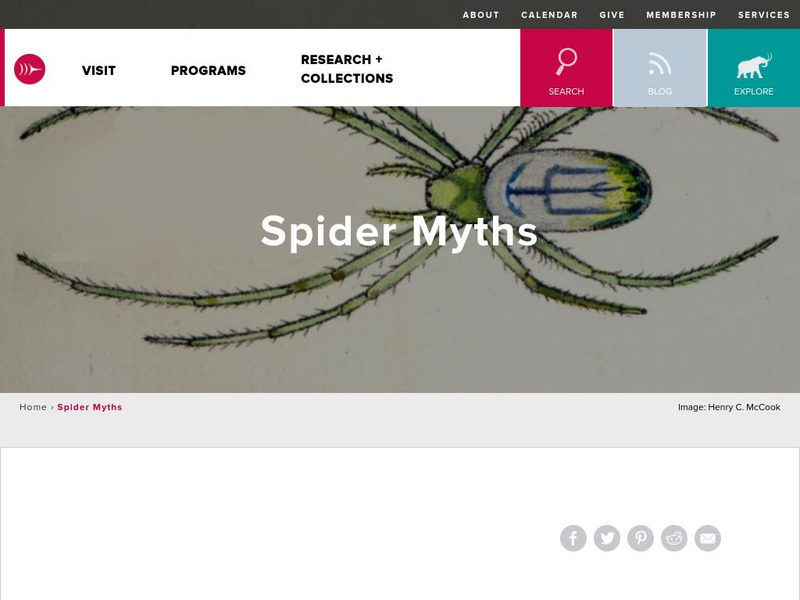 Burke Museum: Identifying House Spiders Activity Burke Museum: Identifying House Spiders Activity