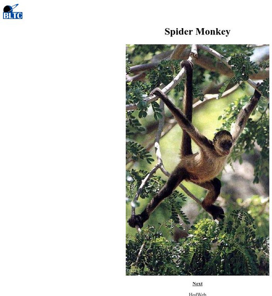 Primates.com: Spider Monkey Graphic Primates.com: Spider Monkey Graphic