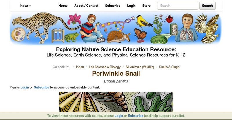 Exploring Nature Educational Resources: Periwinkle Snail Handout