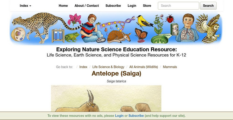 Exploring Nature Educational Resource: Antelope (Saiga) Handout Exploring Nature Educational Resource: Antelope (Saiga) Handout