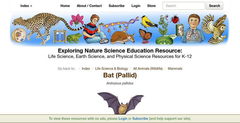 Exploring Nature Educational Resource: Bat (Pallid) Handout