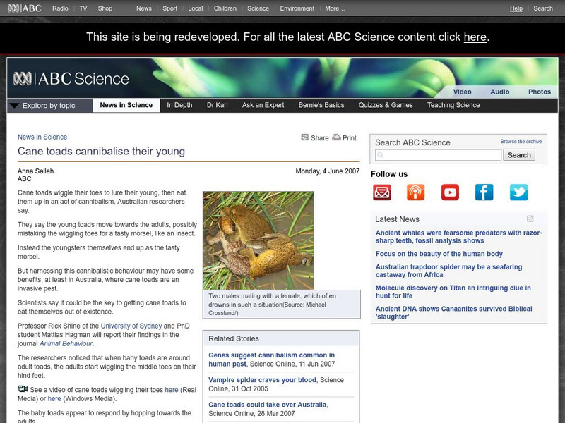 Australian Broadcasting Corporation: News in Science: Cane Toads Cannibalise Their Young Handout Australian Broadcasting Corporation: News in Science: Cane Toads Cannibalise Their Young Handout
