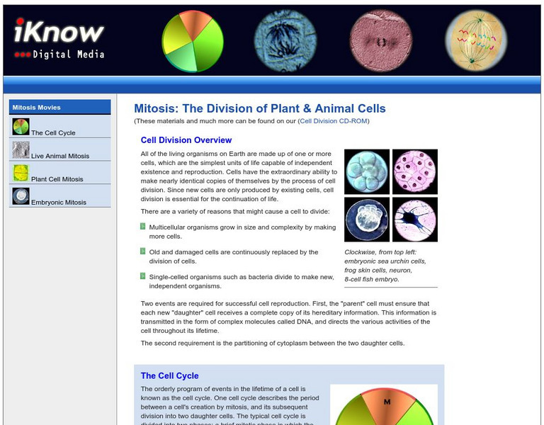I know.net: Mitosis Handout I know.net: Mitosis Handout