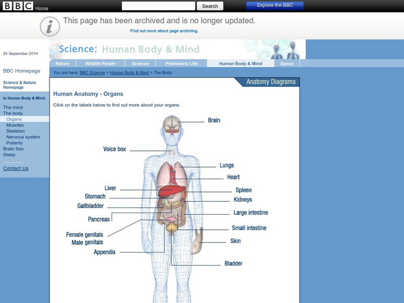 Bbc: Human Anatomy: Organs Handout Bbc: Human Anatomy: Organs Handout