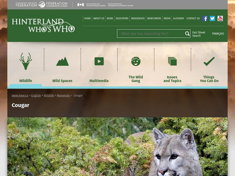Hinterland Who's Who: Cougar Website Hinterland Who's Who: Cougar Website