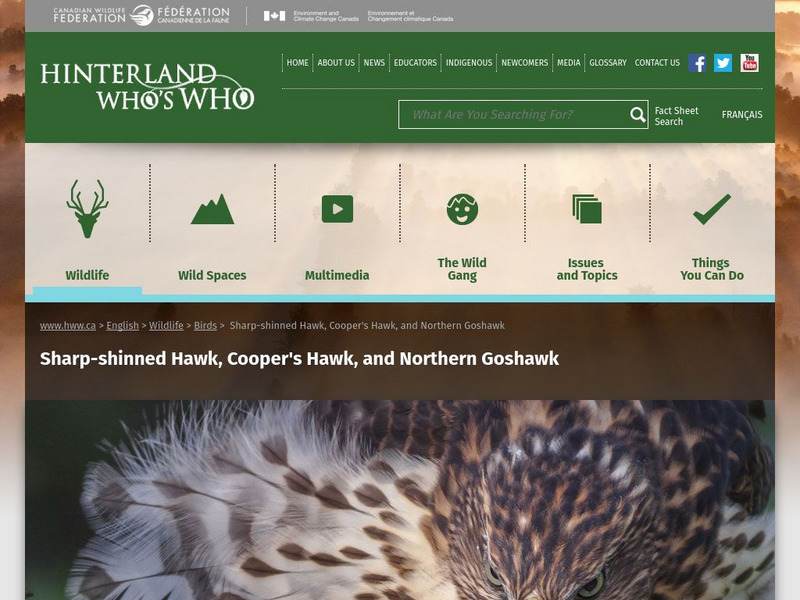 Hinterland Who's Who: Sharp Shinned Hawk, Cooper's Hawk, and Northern Goshawk Website Hinterland Who's Who: Sharp Shinned Hawk, Cooper's Hawk, and Northern Goshawk Website