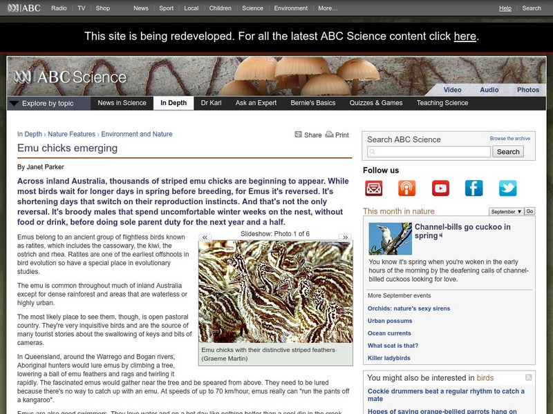 Australian Broadcasting Corporation: News in Science: Emu Chicks Emerge Handout Australian Broadcasting Corporation: News in Science: Emu Chicks Emerge Handout