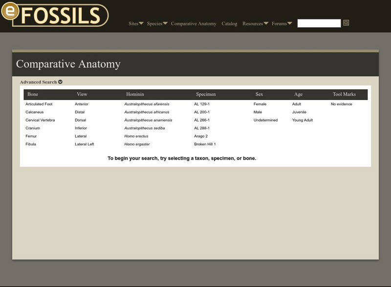 E Fossils: Comparative Anatomy Graphic