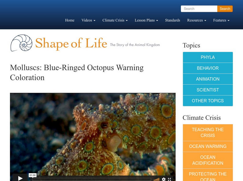 Shape of Life: Molluscs: Blue Ringed Octopus Warning Coloration Instructional Video Shape of Life: Molluscs: Blue Ringed Octopus Warning Coloration Instructional Video