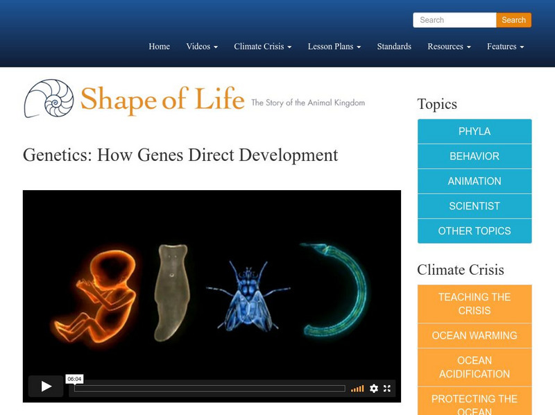 Shape of Life: Genetics: How Genes Direct Development Instructional Video Shape of Life: Genetics: How Genes Direct Development Instructional Video