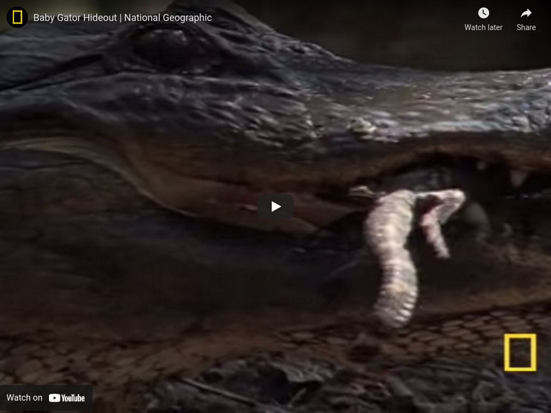 National Geographic: Alligator Babies Use Mom's Jaws as Cradle Instructional Video National Geographic: Alligator Babies Use Mom's Jaws as Cradle Instructional Video