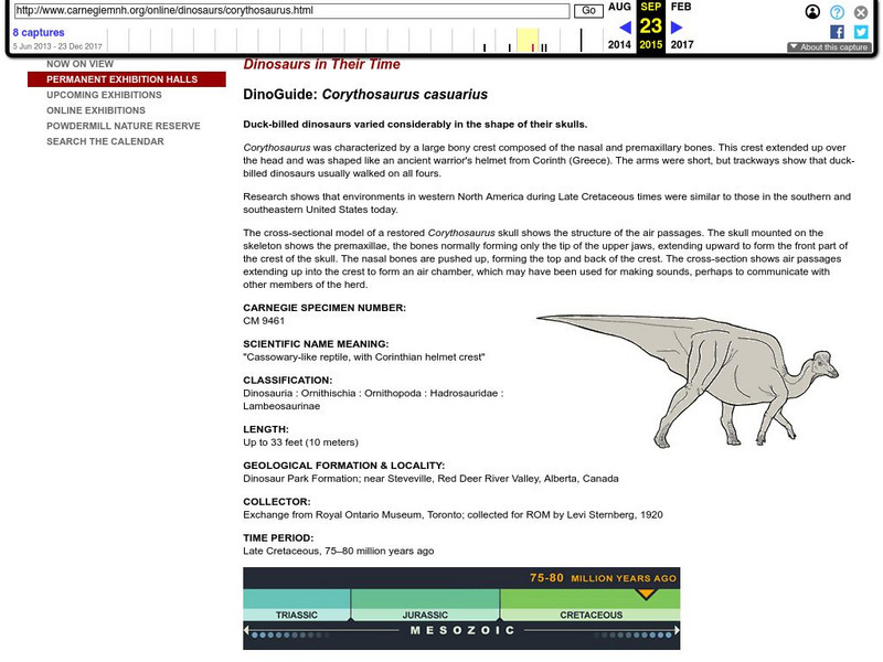 Carnegie Museum of Natural History: Carnegie's Dinosaurs: Dino Guide: Corythosaur Handout Carnegie Museum of Natural History: Carnegie's Dinosaurs: Dino Guide: Corythosaur Handout