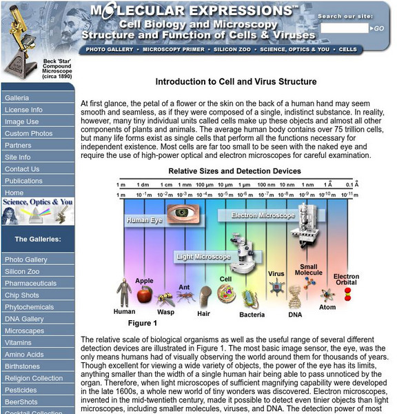 Florida State University: Molecular Expressions: Introdution to Cell and Virus Structure Handout Florida State University: Molecular Expressions: Introdution to Cell and Virus Structure Handout