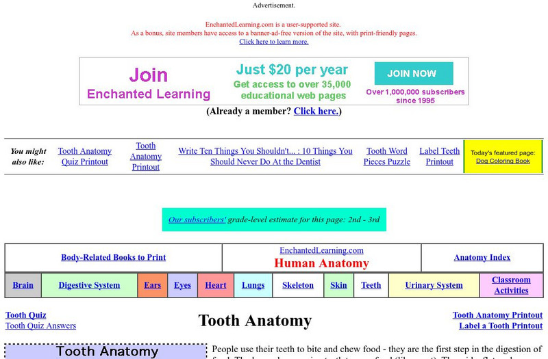 Enchanted Learning: Tooth Anatomy Handout Enchanted Learning: Tooth Anatomy Handout