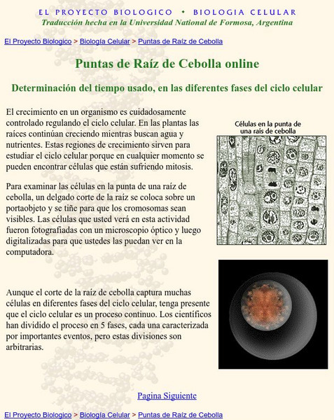 University of Arizona: Puntas De Raiz De Cebolla Online Handout University of Arizona: Puntas De Raiz De Cebolla Online Handout