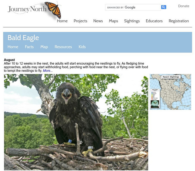 Annenberg Learner: Journey North: Bald Eagles Activity Annenberg Learner: Journey North: Bald Eagles Activity