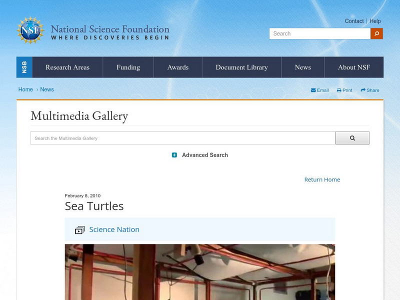 National Science Foundation: Sea Turtles Instructional Video National Science Foundation: Sea Turtles Instructional Video