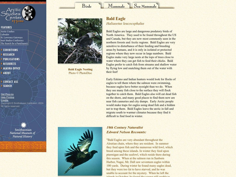 National Museum of Natural History: Bald Eagle Handout National Museum of Natural History: Bald Eagle Handout