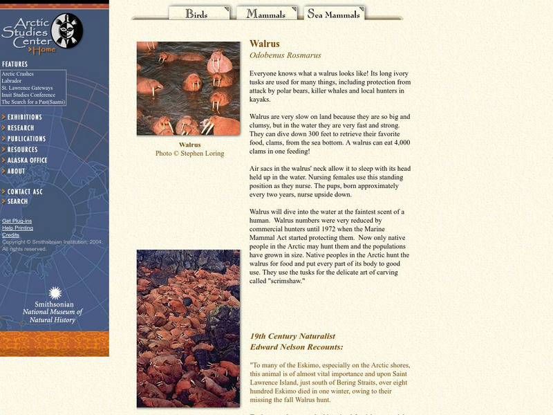 National Museum of Natural History: Walrus Handout National Museum of Natural History: Walrus Handout