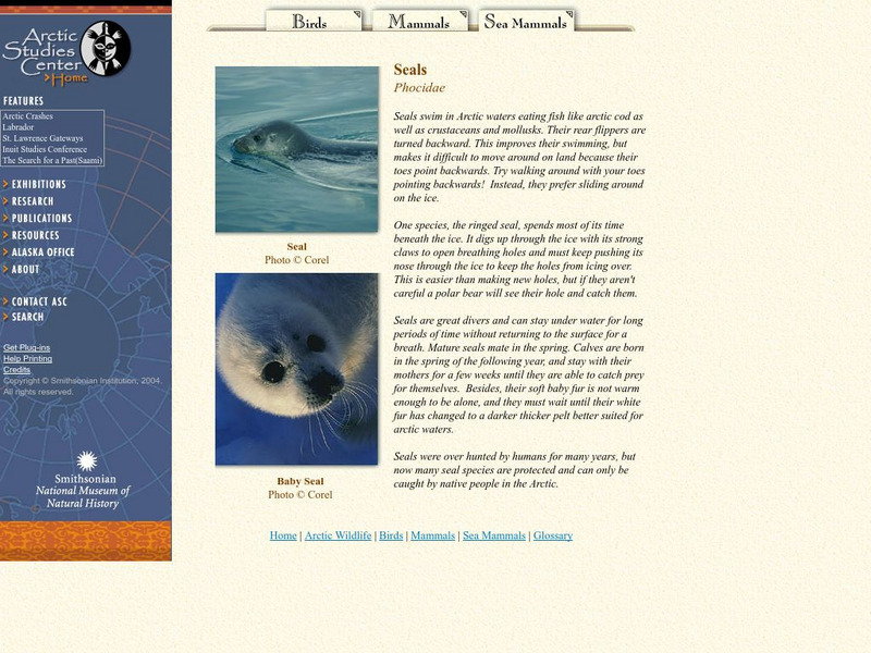 National Museum of Natural History: Arctic Studies Center Mammals Seals Handout National Museum of Natural History: Arctic Studies Center Mammals Seals Handout