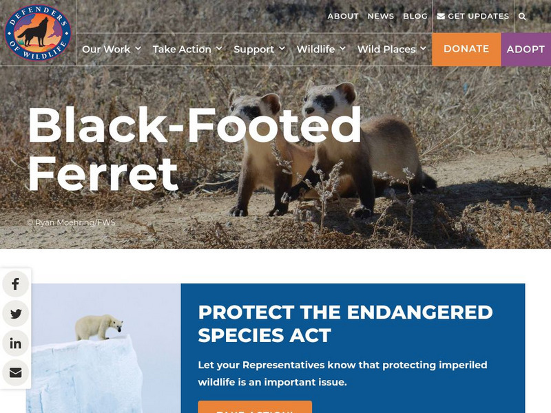Defenders of Wildlife: Black Footed Ferret Article Defenders of Wildlife: Black Footed Ferret Article